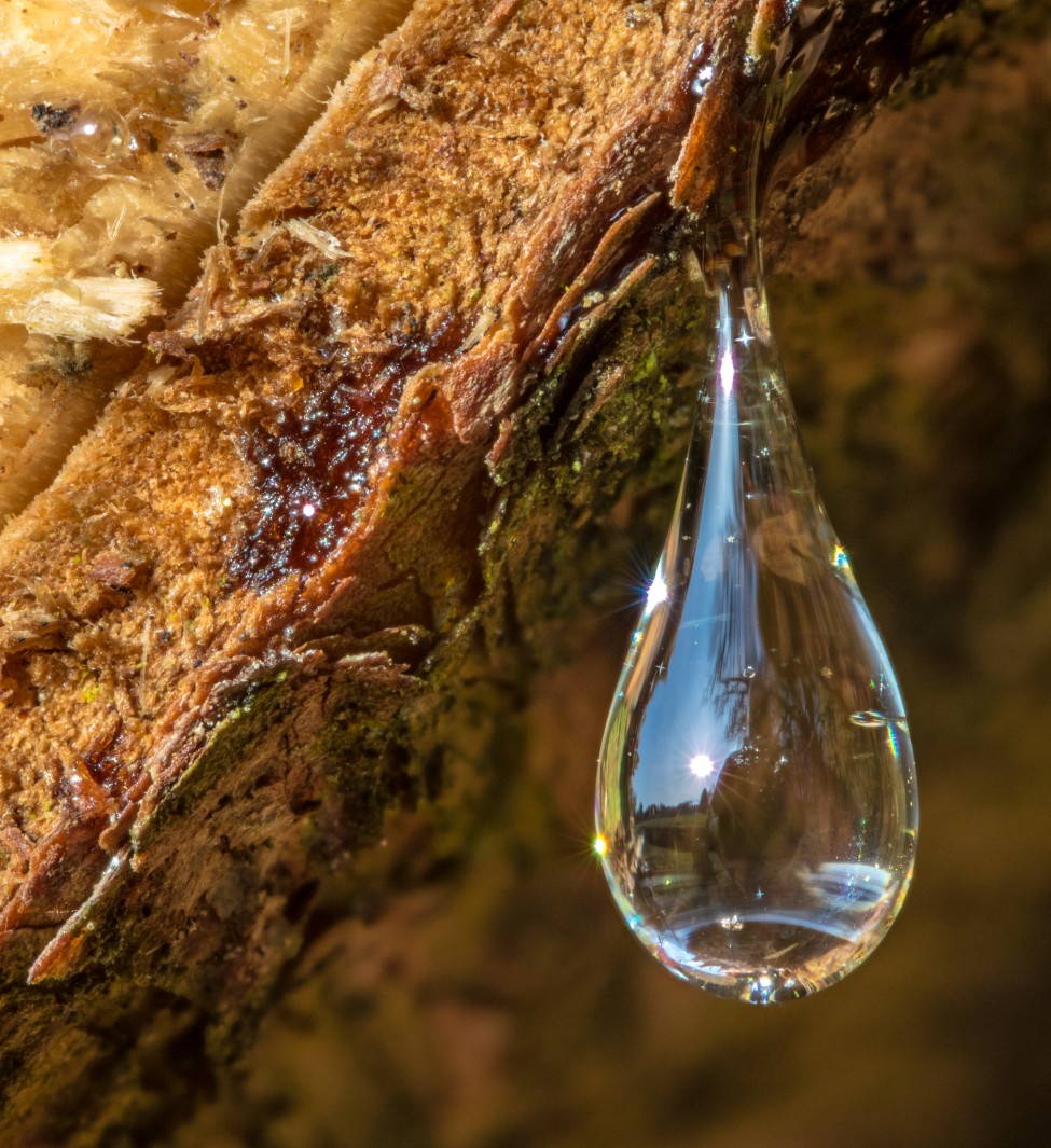 Colophane, produit naturel